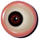 Eye-movable eyes